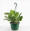 Lemon Lime Prayer Plant Hanging Pot - 8" Live Plant
