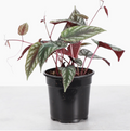 Cissus Discolor - Rex Begonia Vine - Live Plant