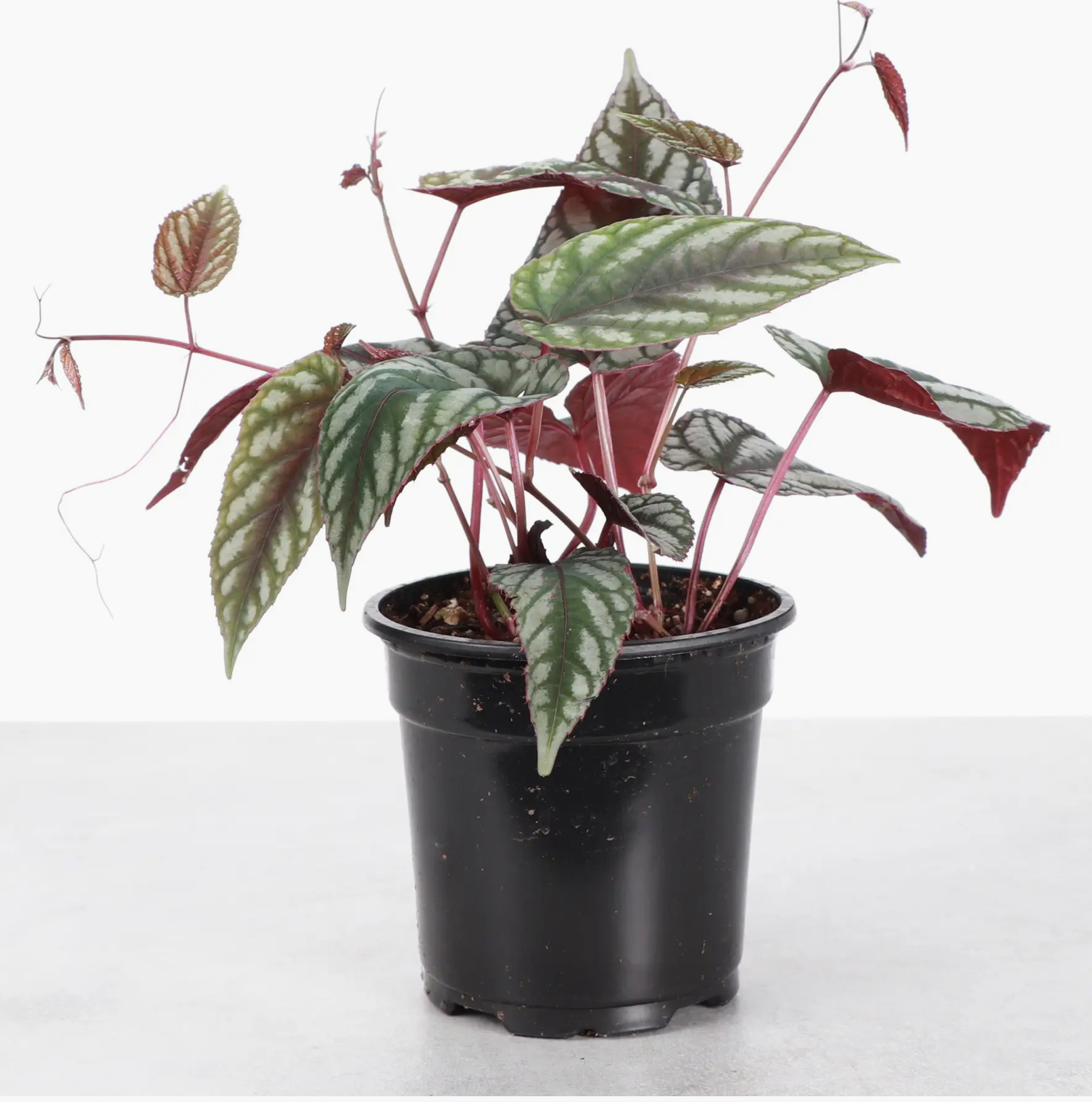 Cissus Discolor - Rex Begonia Vine - Live Plant