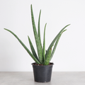 Aloe Vera Plant - Live Plant