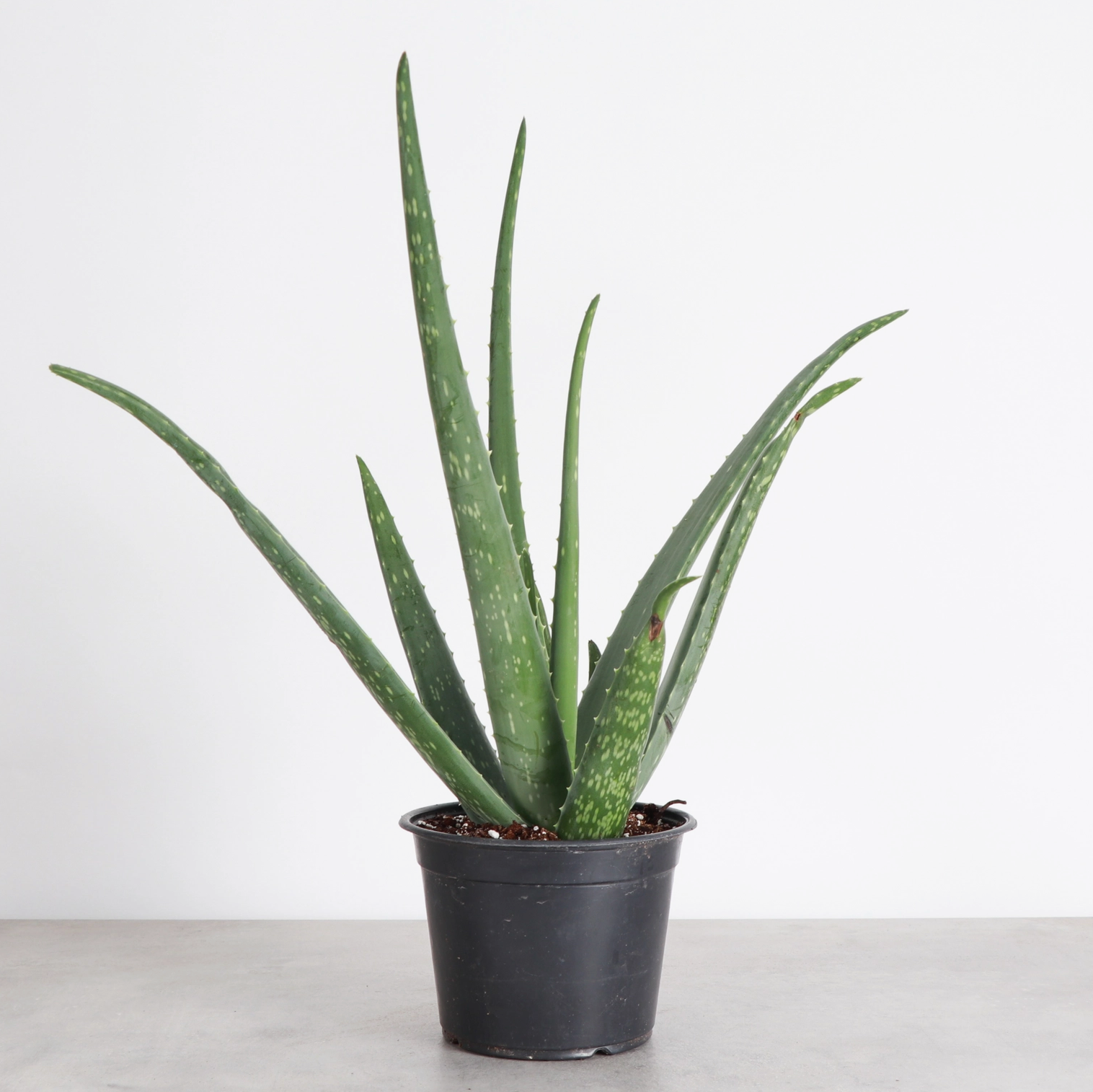 Aloe Vera Plant - Live Plant
