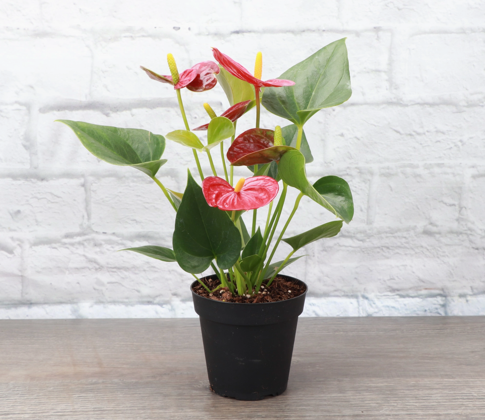 Red Anthurium, Flamingo Flower - 4" Live Plant