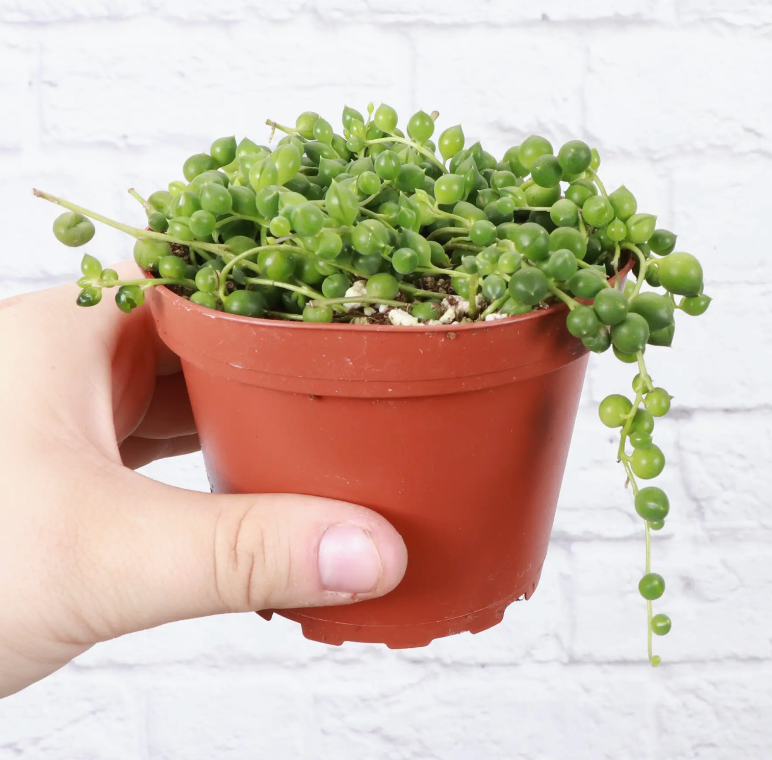 String of Pearls Plant - 4" Live Plant