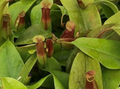 Nepenthes St Gaya (Pitcher Plant)