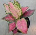 Aglaonema Lucky Red