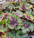 Begonia Macarena - Small