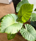 Alocasia Macrorrhiza All Green