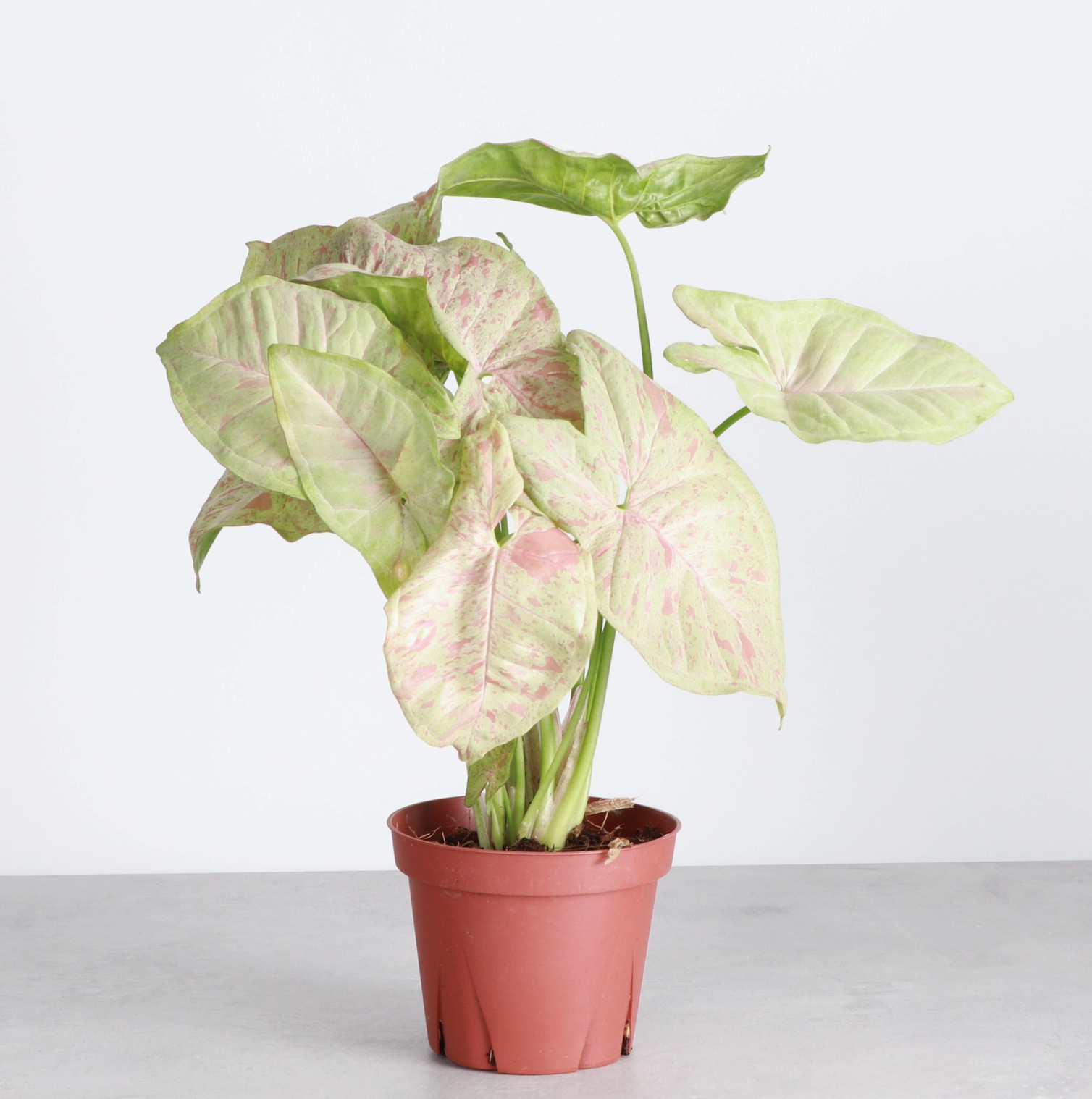 Syngonium Milk Confetti - 4" Live Plant