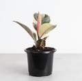 Tineke Rubber Plant - Live Plant